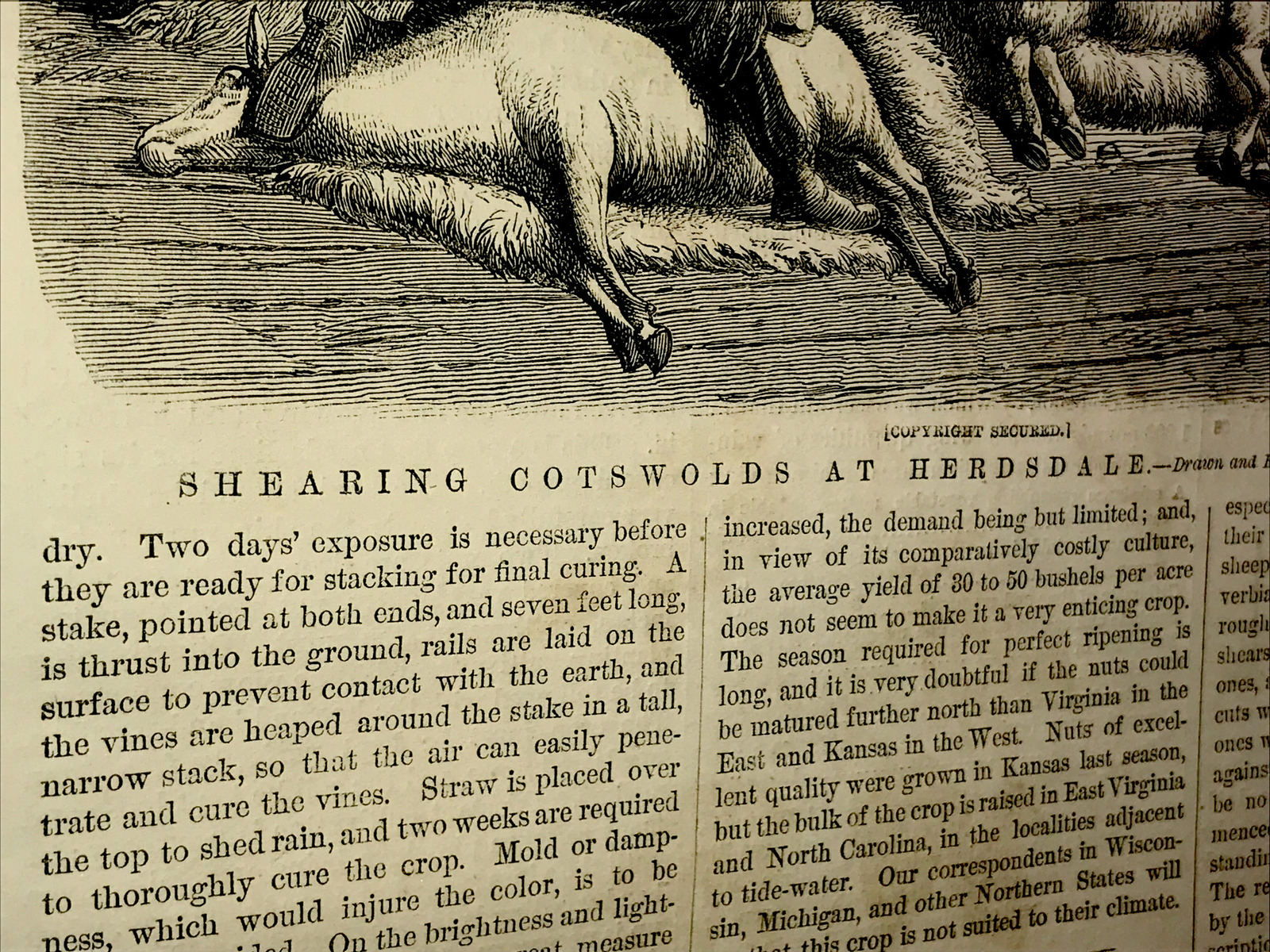 ORIGINAL 1872 Sheep Shearing Farm Engraving Advertising & Article