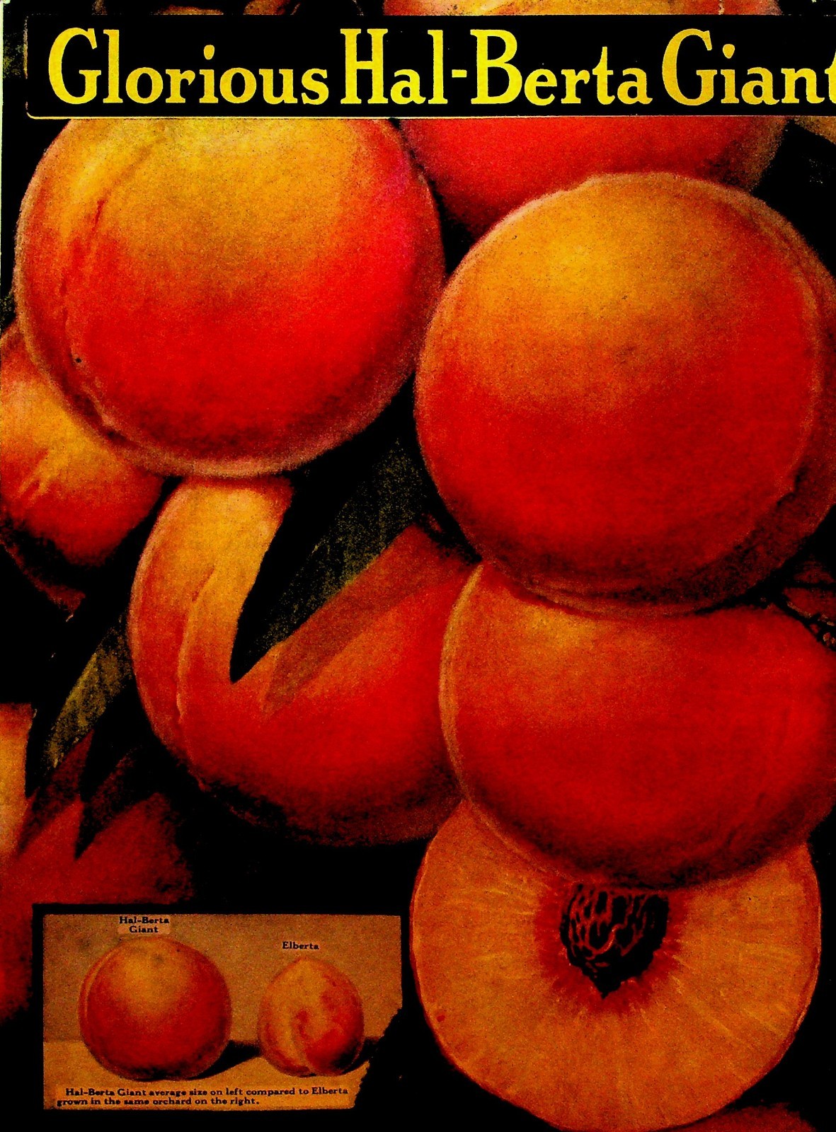 Stark 1937 Book of Fruits Catalog Stark Bros Nursery Louisiana Missouri