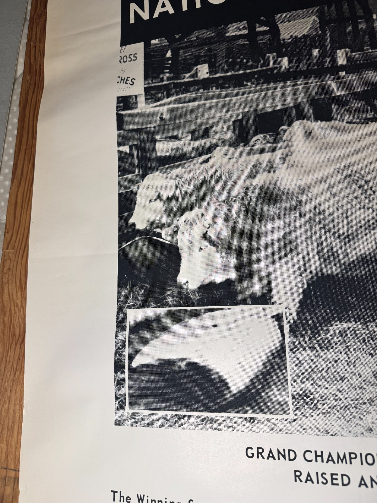 Vintage 1970 National Western Stock Show ABS American Breeders Service Ad Poster