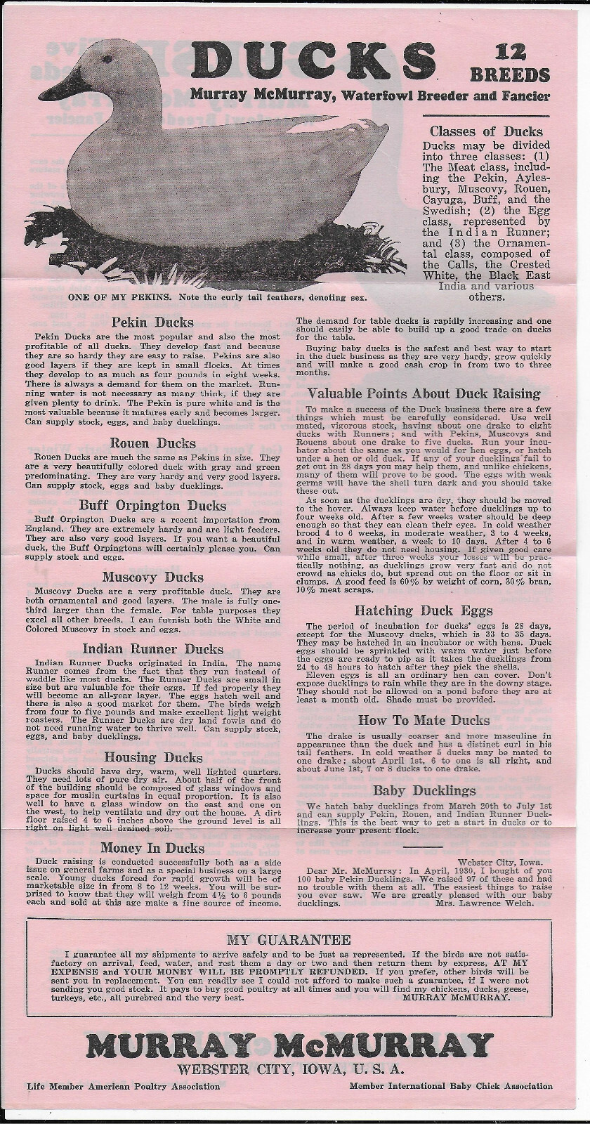 Murray McMurray Baby Chicks Hatchery Mail Order Forms 1931 Webster City IA