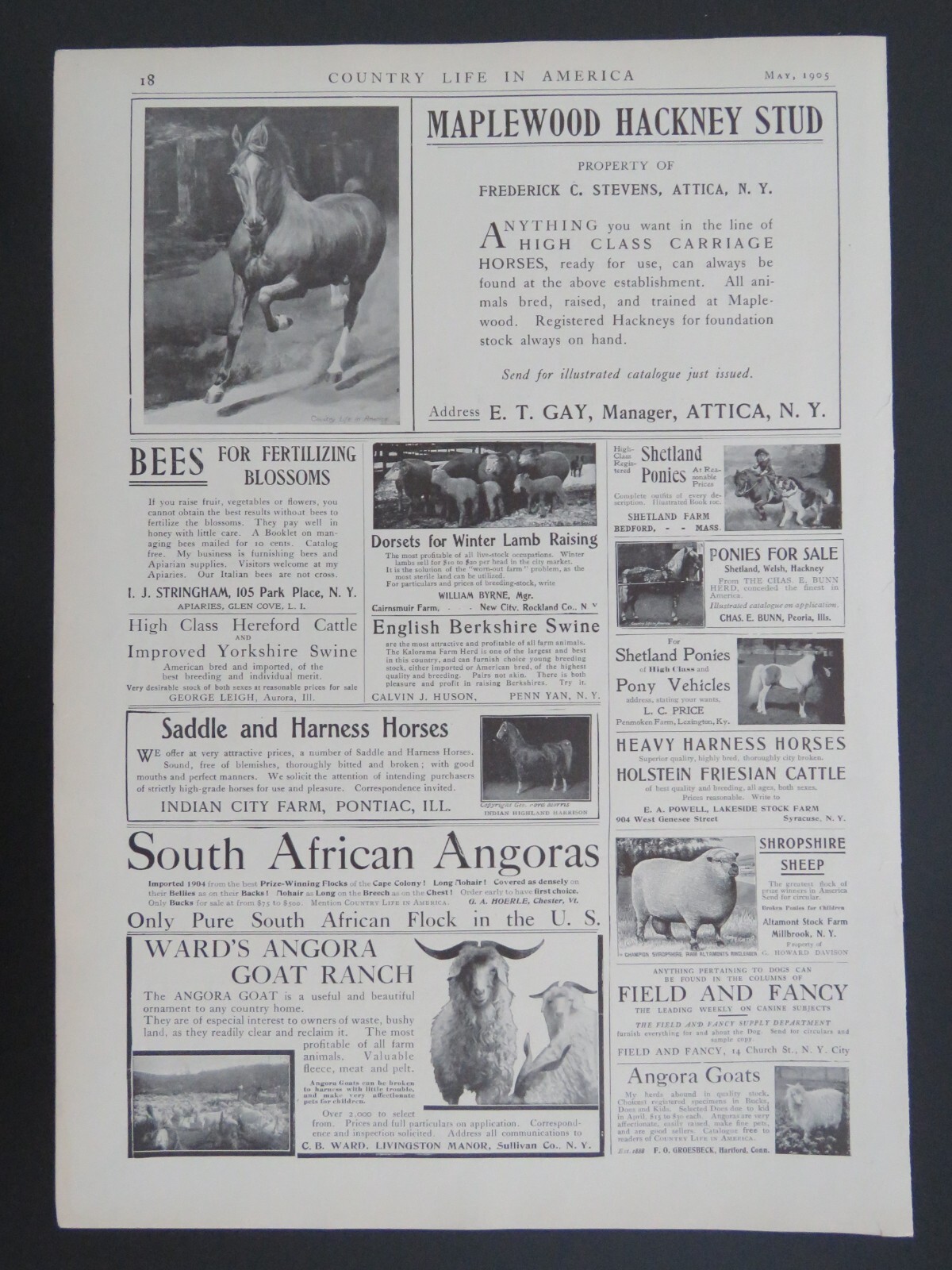 1905 B&W 9×13 Lithograph Livestock Horse Sheep Cattle Pig Advertisements 2-sided