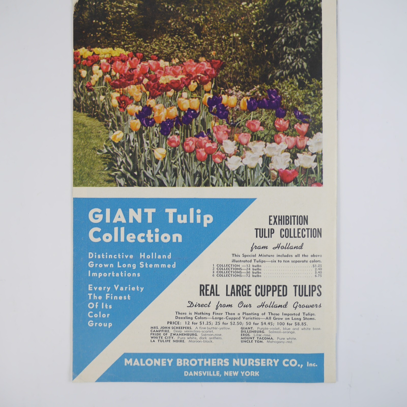 Vintage Maloney Bros Nursery Co Inc Catalog Dansville NY Orchard Tulips Print Ad