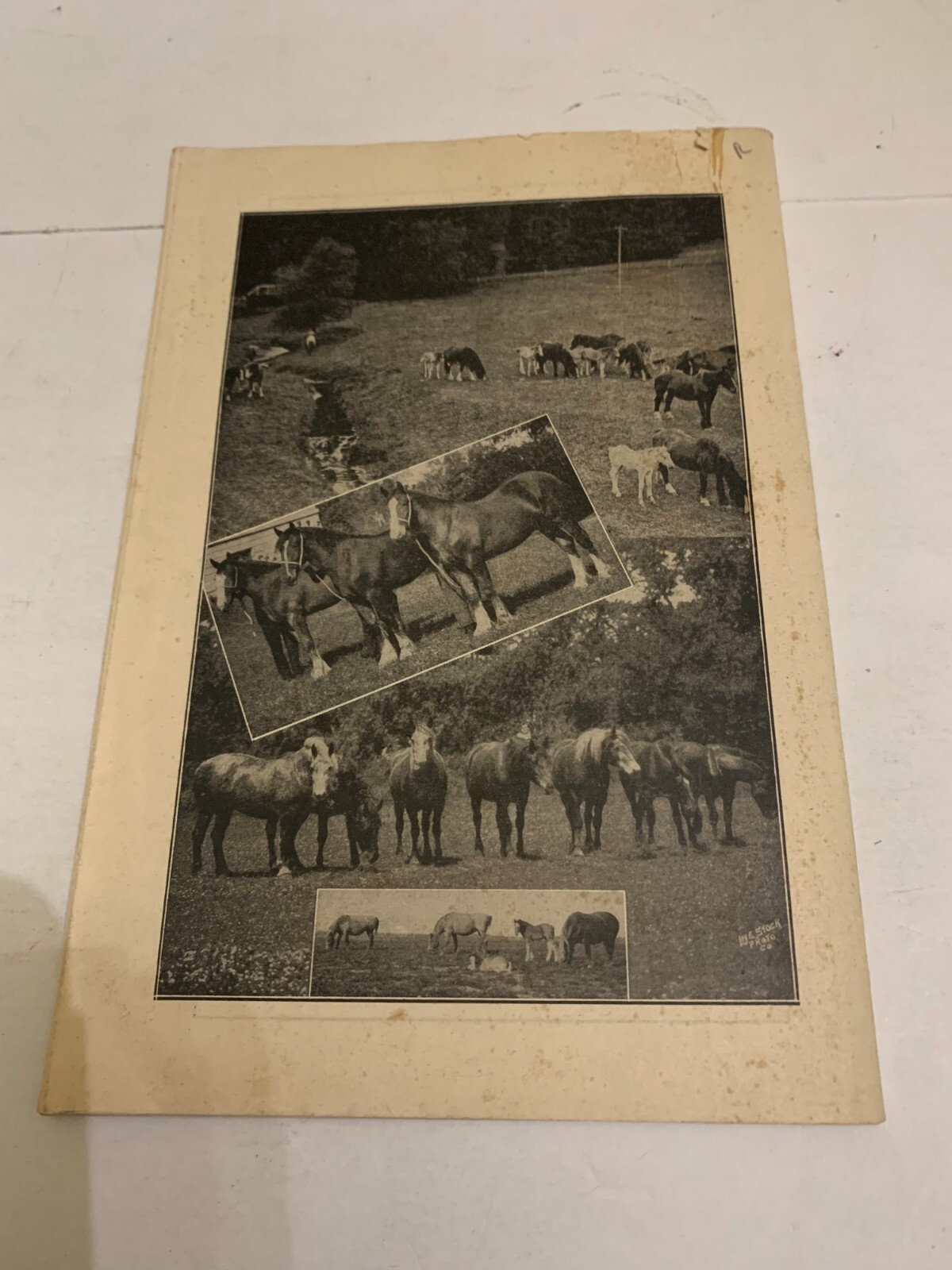 1936 Horse Breeding Harry D. Linn Booklet Iowa Horse & Mule Breeders Association
