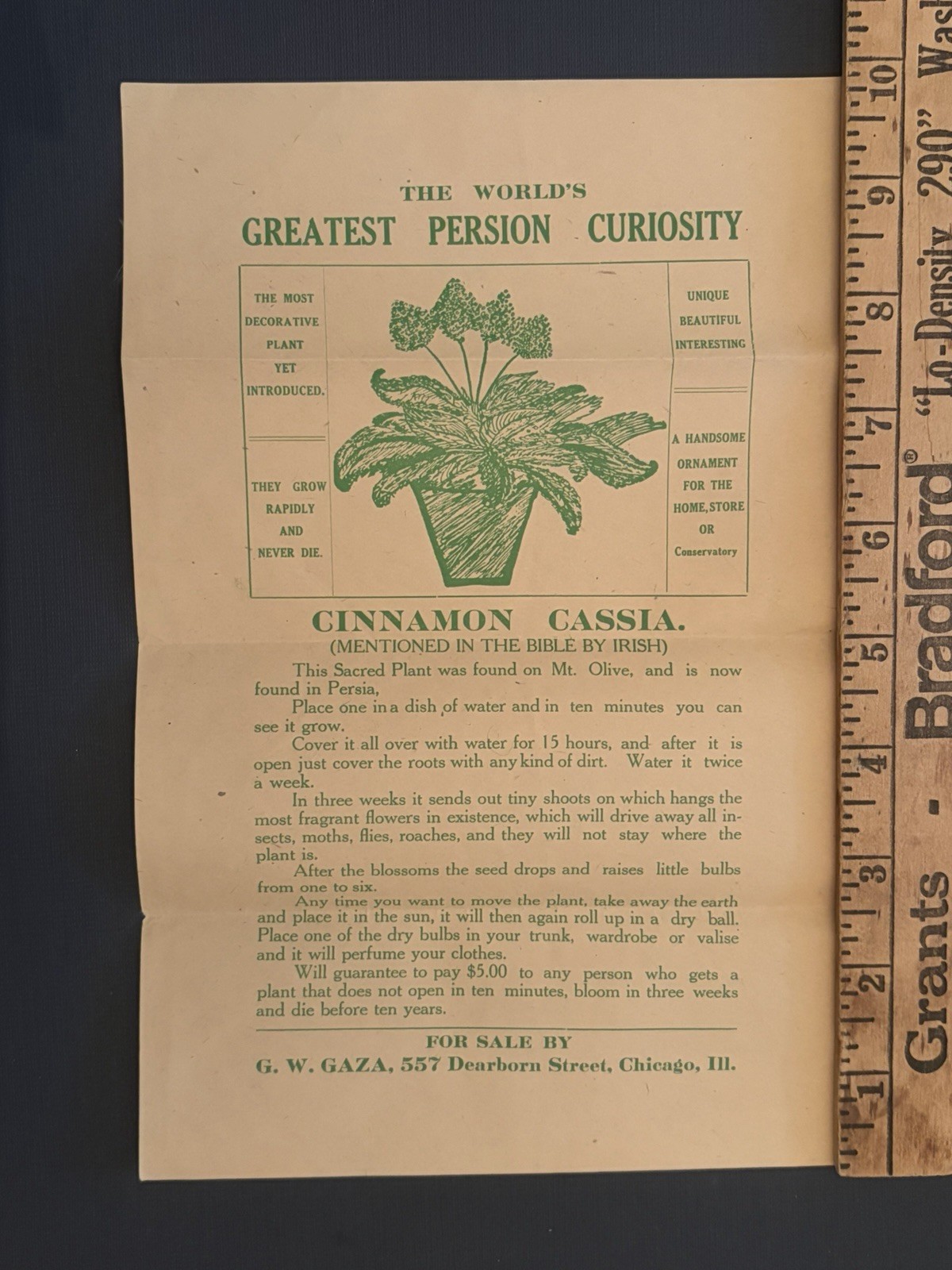 1890s Rose of Jericho Cinnamon Cassia Broadside Chicago Botanical Hoax PERSION