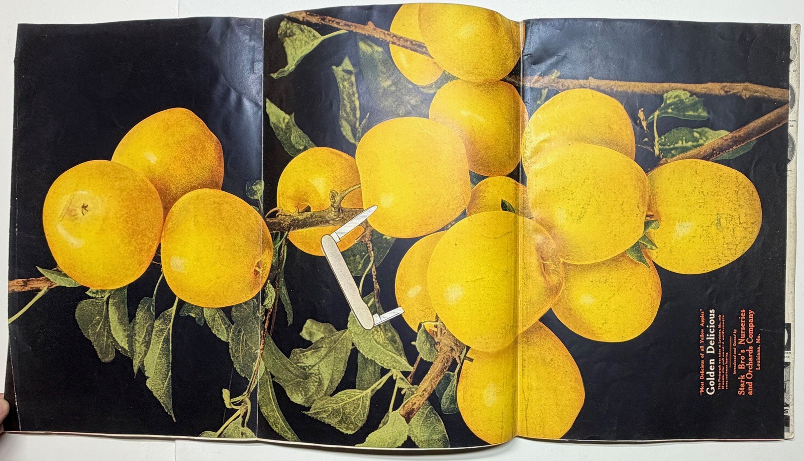 1922 STARK BROS 20TH CENTURY FRUITS NURSERY CATALOG GOLDEN DELICIOUS APPLE PEACH