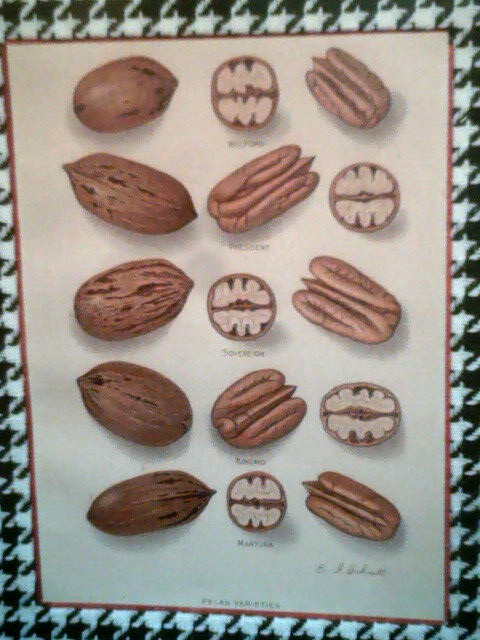 Vtg Yearbook US. Dept Agriculture Framed Pecans Lithograph by E.L.Schutt