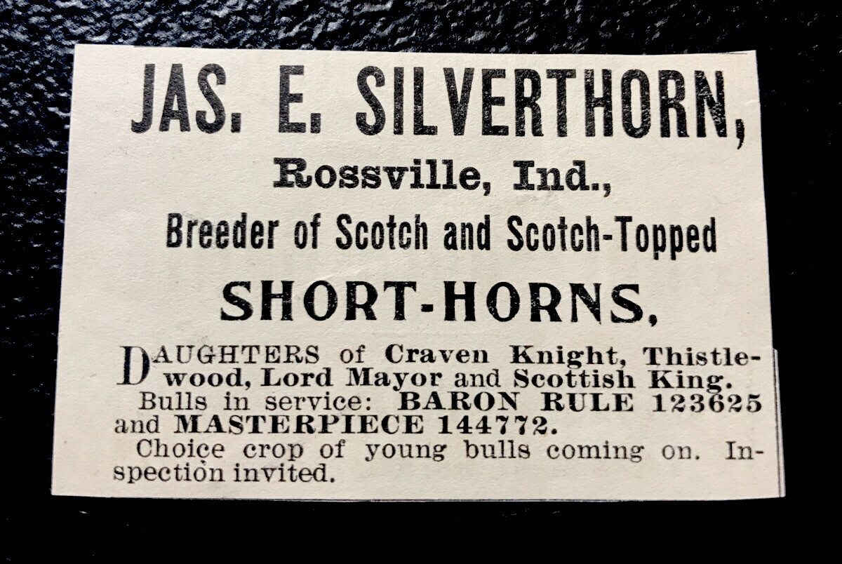 1900 Silverthorn Farm Cattle Advertising – Rossville – Indiana – Cow