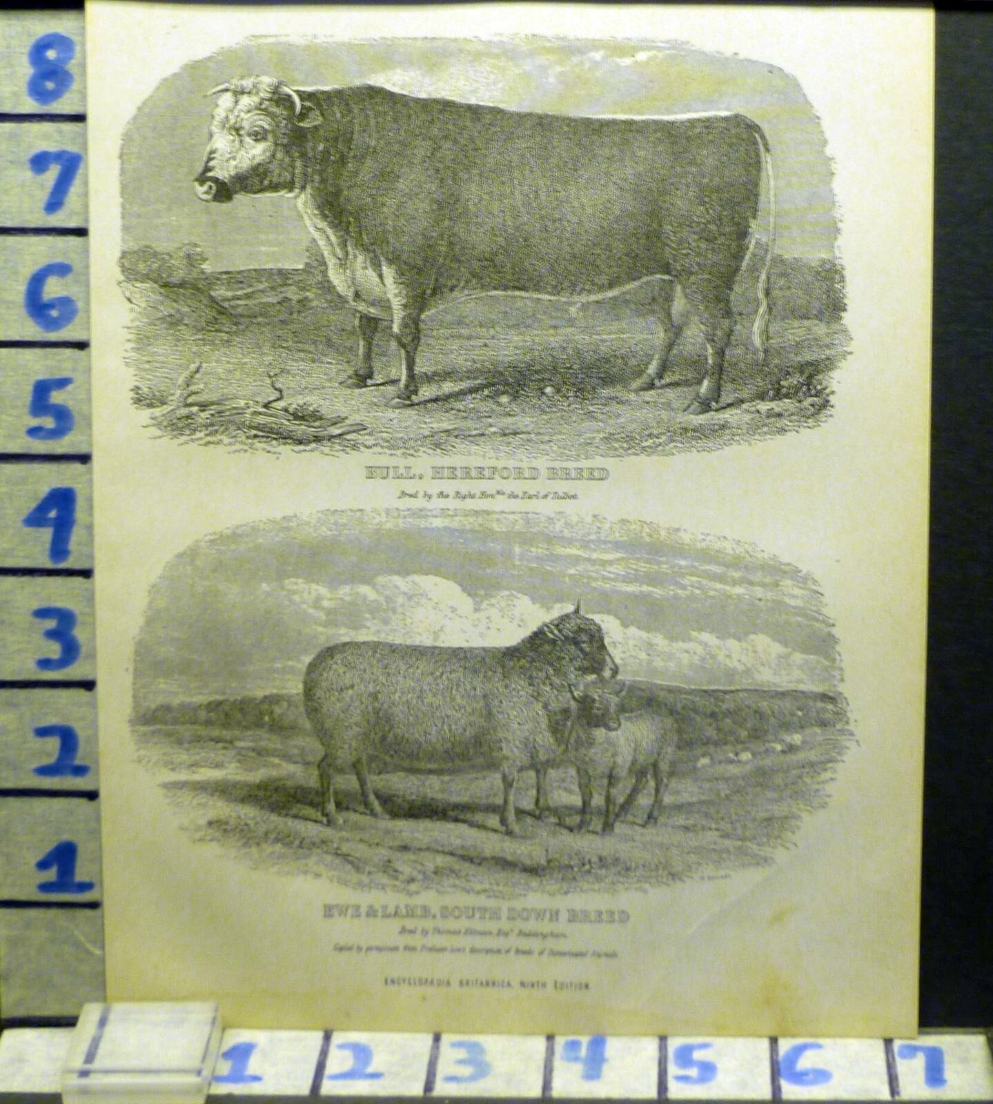 1875 AGRICULTURE FARM SOUTH DOWN SHEEP HEREFORD COW ANTIQUE ART PRINT AN26