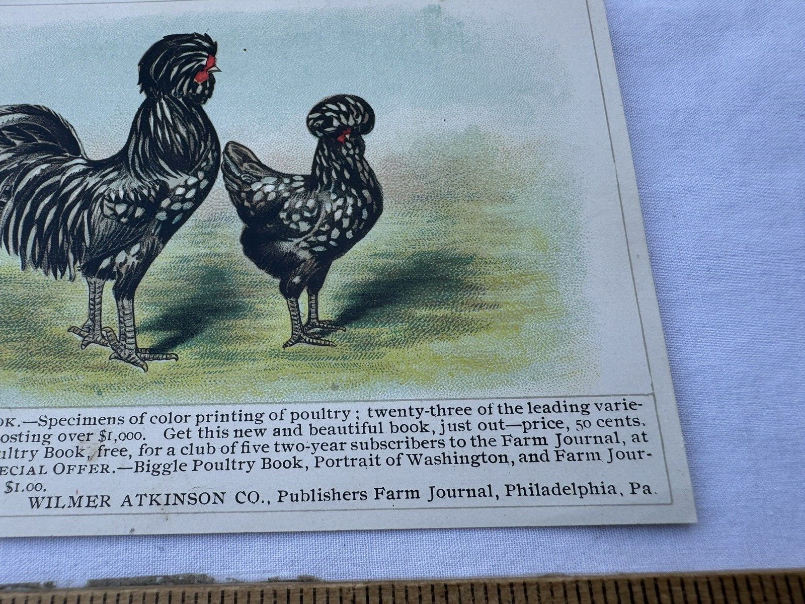 1910&rsquo;s Advertising Paper Biggle Poultry Book Wilmer Atkinson Co Chickens Prints