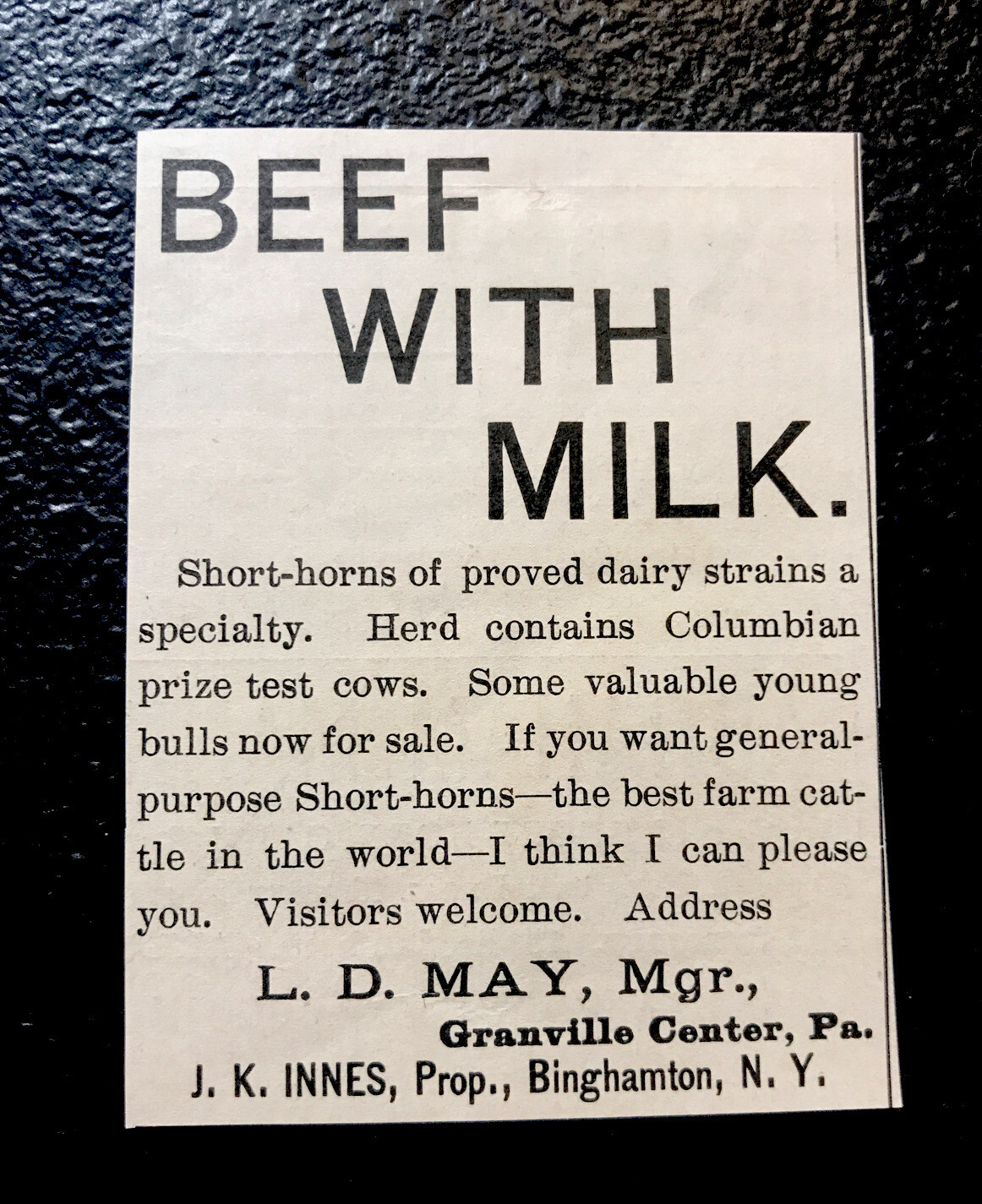 1902 Innes Farm – Cattle Advertising – Binghamton – New York – Cow