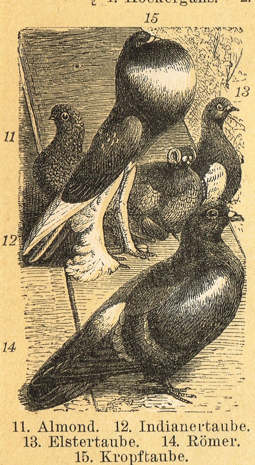 POULTRY 1895 Ducks Chickens Geese Turkey Antique Original Vintage PRINTS