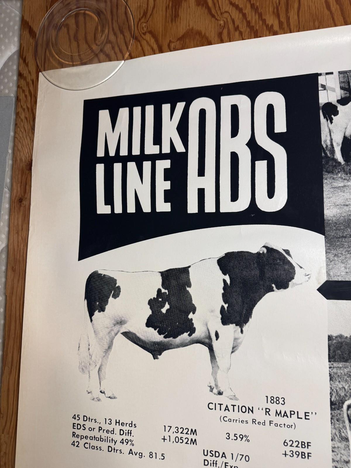 1970 Milk Line Bull Cow Dairy ABS American Breeders Service Advertising Poster