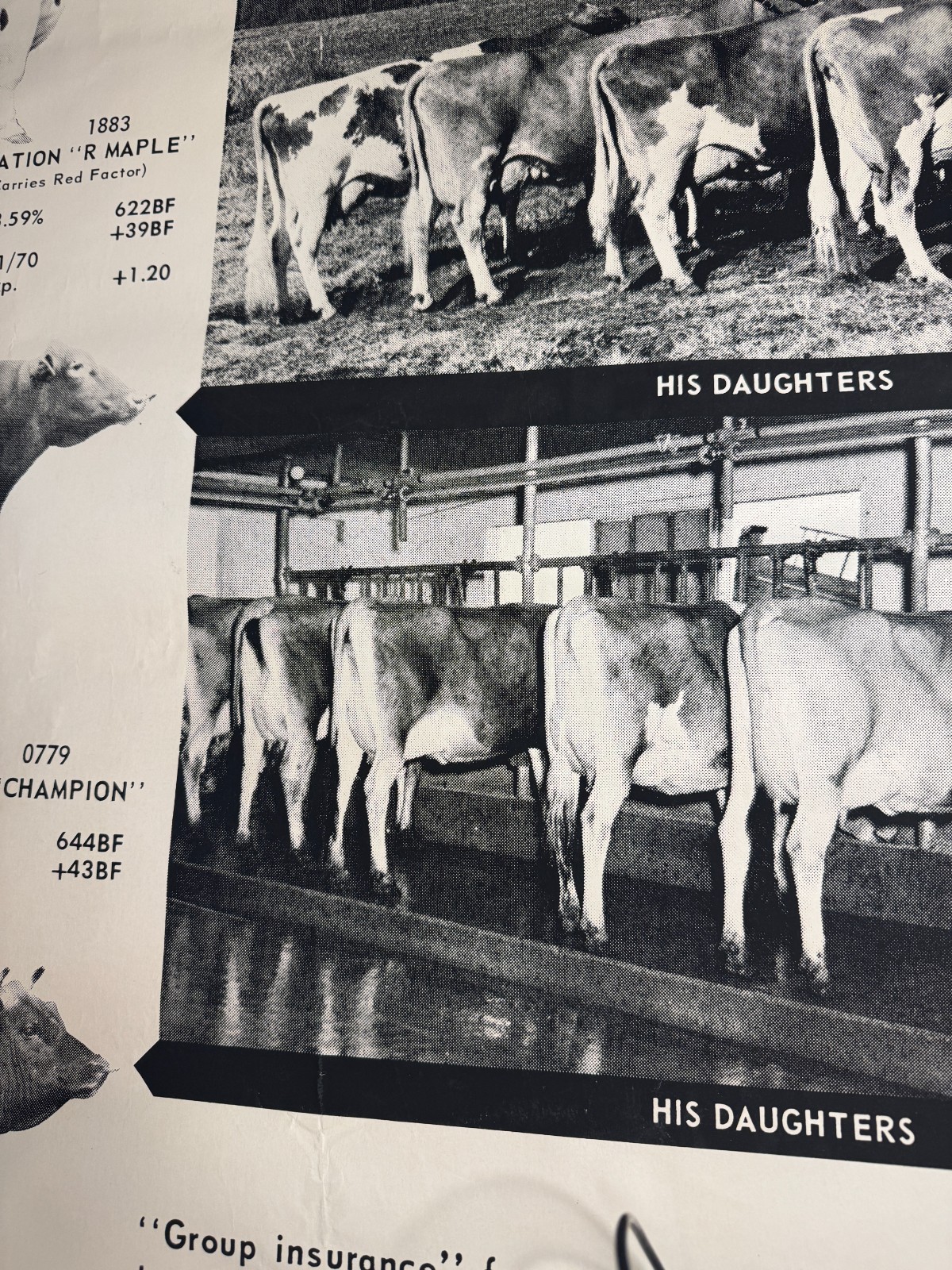 1970 Milk Line Bull Cow Dairy ABS American Breeders Service Advertising Poster