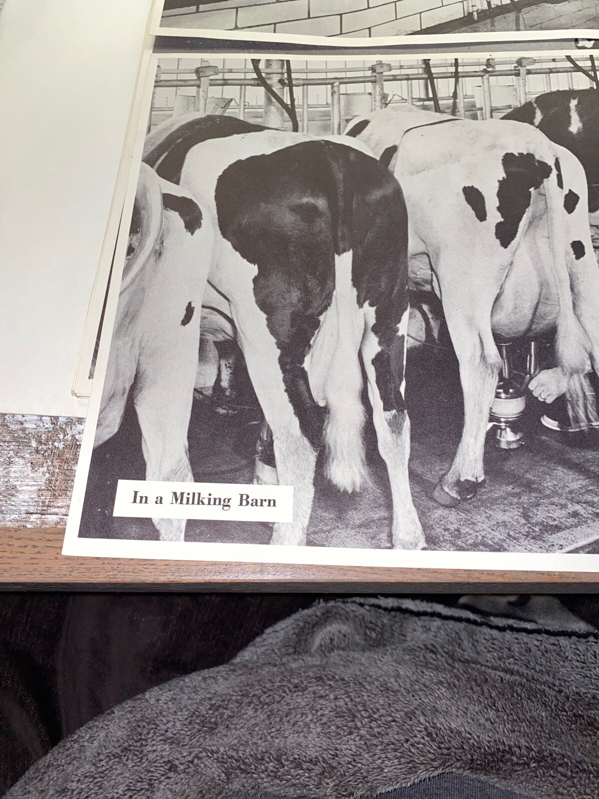2 Vintage 9×13 Poster Black & White In A Milking Barn Inside A Milking Parlor