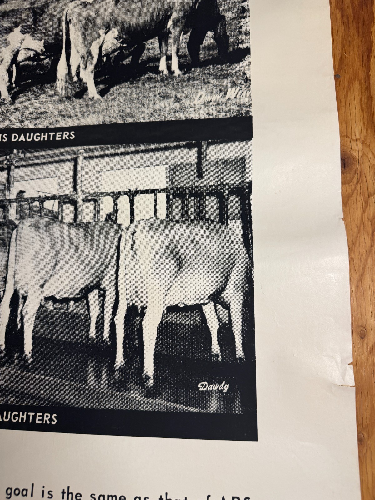 1970 Milk Line Bull Cow Dairy ABS American Breeders Service Advertising Poster