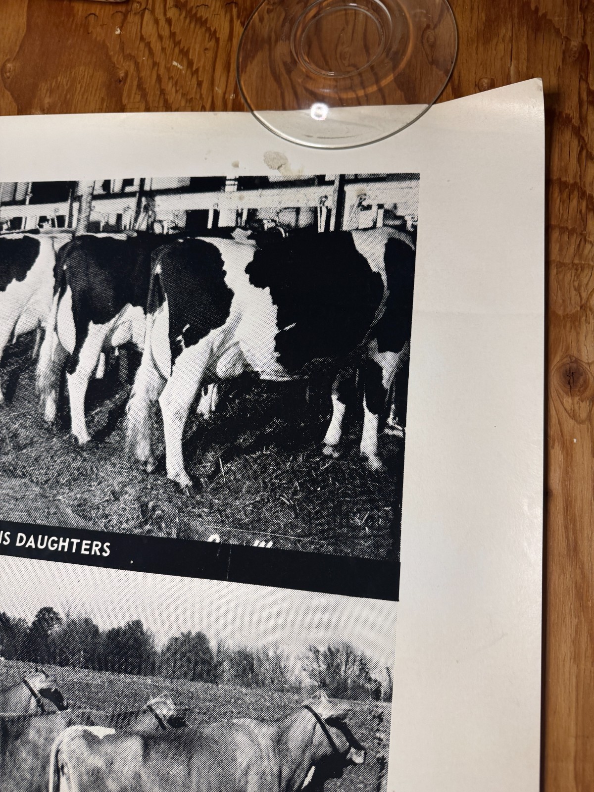 1970 Milk Line Bull Cow Dairy ABS American Breeders Service Advertising Poster