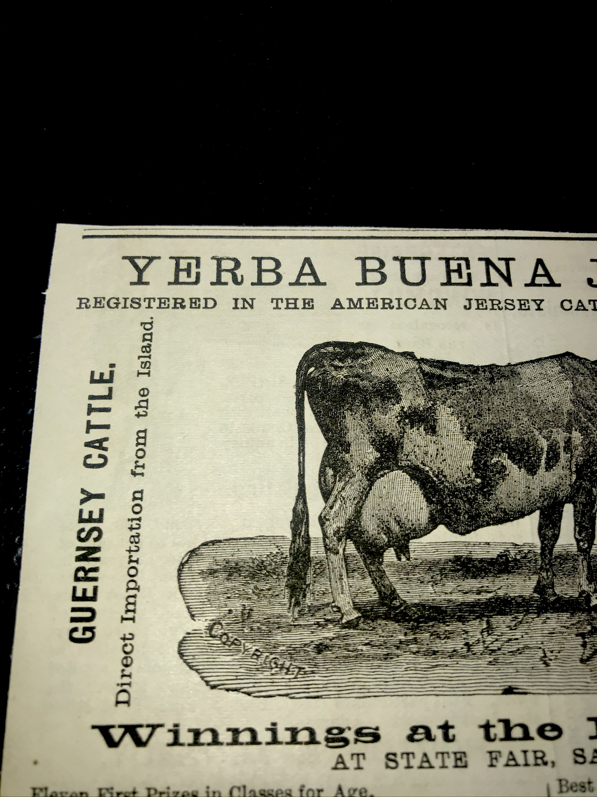 1886 Yerba Buena Jersey Cattle Cow Farm Advertising – San Francisco California
