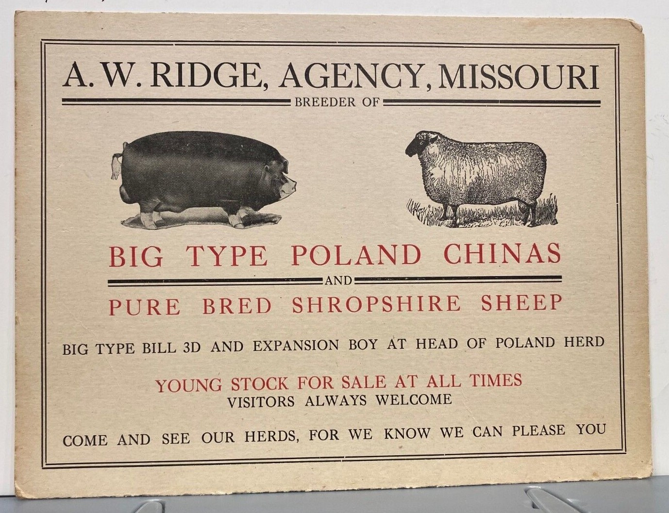 1900s Ridge Agency Poland Chinas Pure Bred Shropshire Sheep Breeder Missouri 2