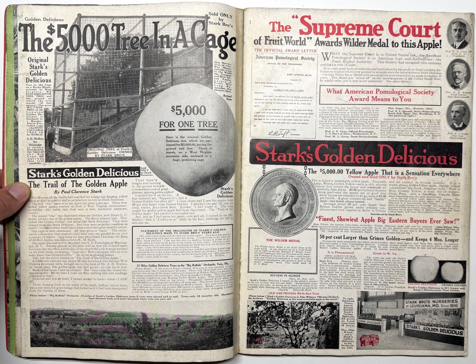 1922 STARK BROS 20TH CENTURY FRUITS NURSERY CATALOG GOLDEN DELICIOUS APPLE PEACH