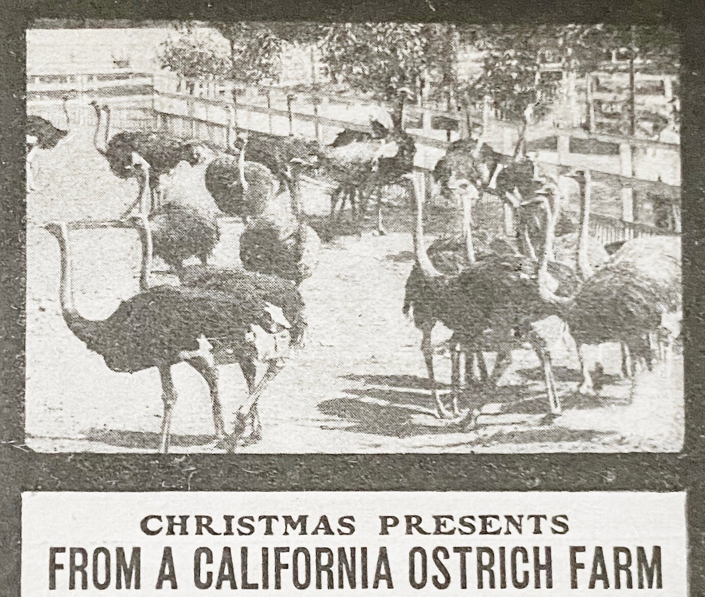 CAWSTON California Ostrich Farm Photo South Pasadena~Antique 1901 Xmas Print Ad!