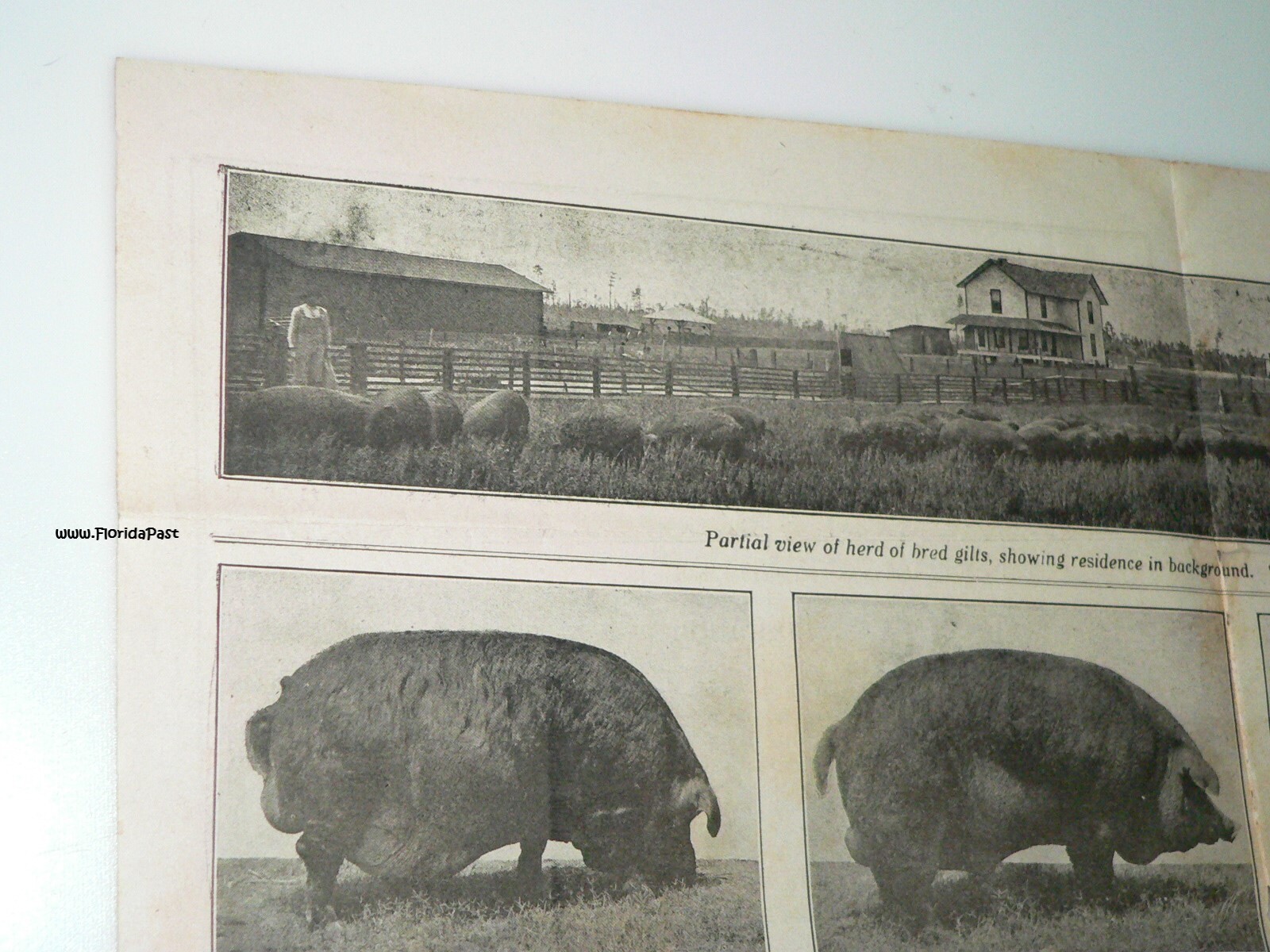 Early Duroc Jersey Hogs Munson, Florida Livestock & Agricultural Farms Brochure
