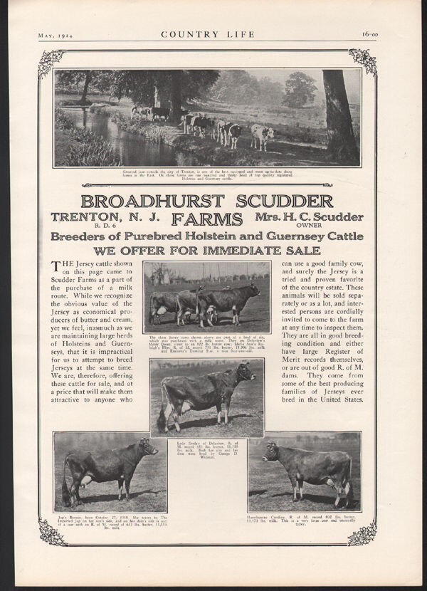 1924 COW HOLSTEIN GUERNSEY FARM BREED SALE SIRE MILK TRENTON NEW JERSEY A21744