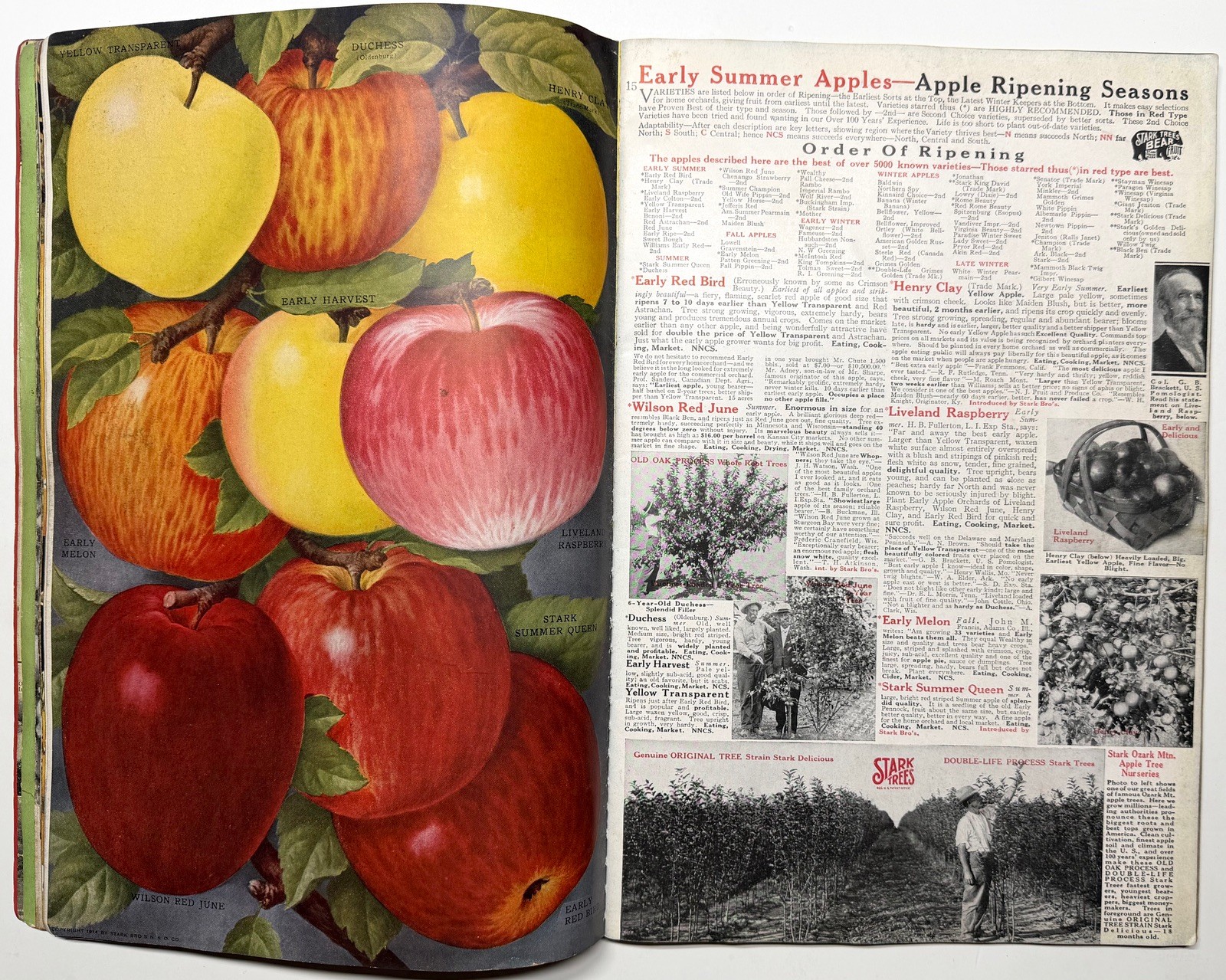 1922 STARK BROS 20TH CENTURY FRUITS NURSERY CATALOG GOLDEN DELICIOUS APPLE PEACH