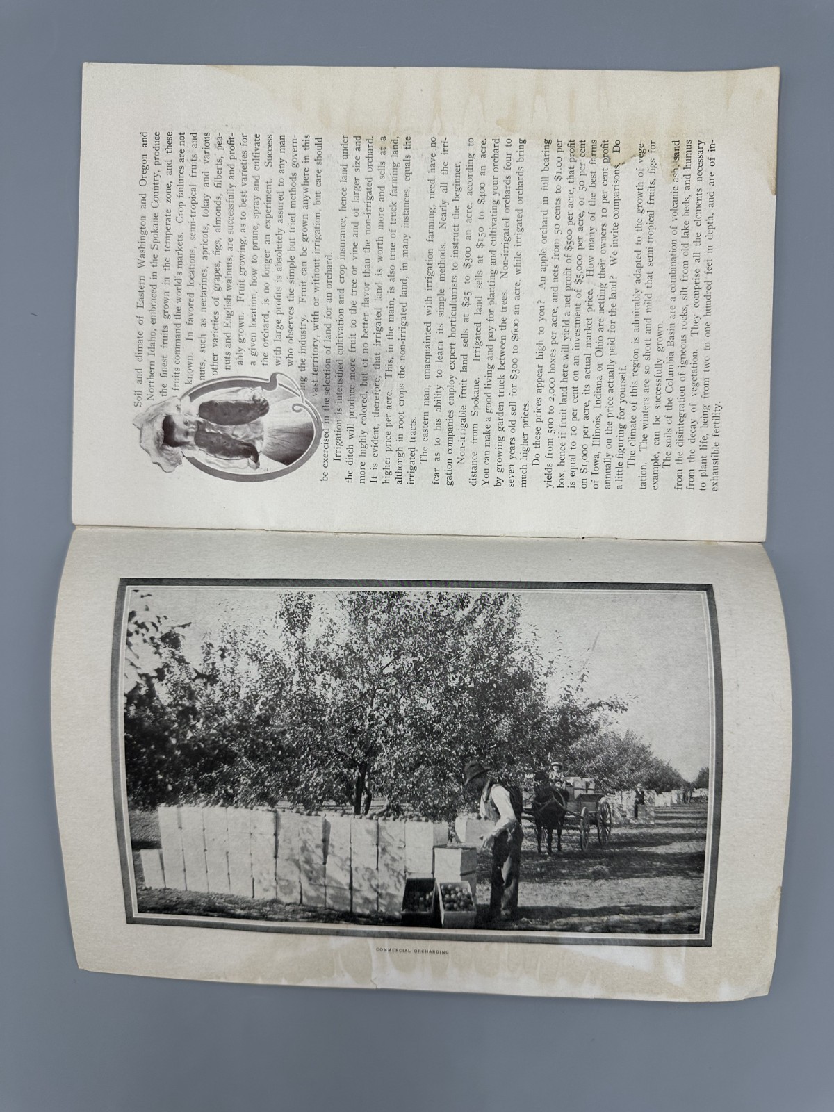 1908 SPOKANE COUNTRY Farming APPLE ORCHARD Fruit HOLT STEAM ENGINE Chamber MAP