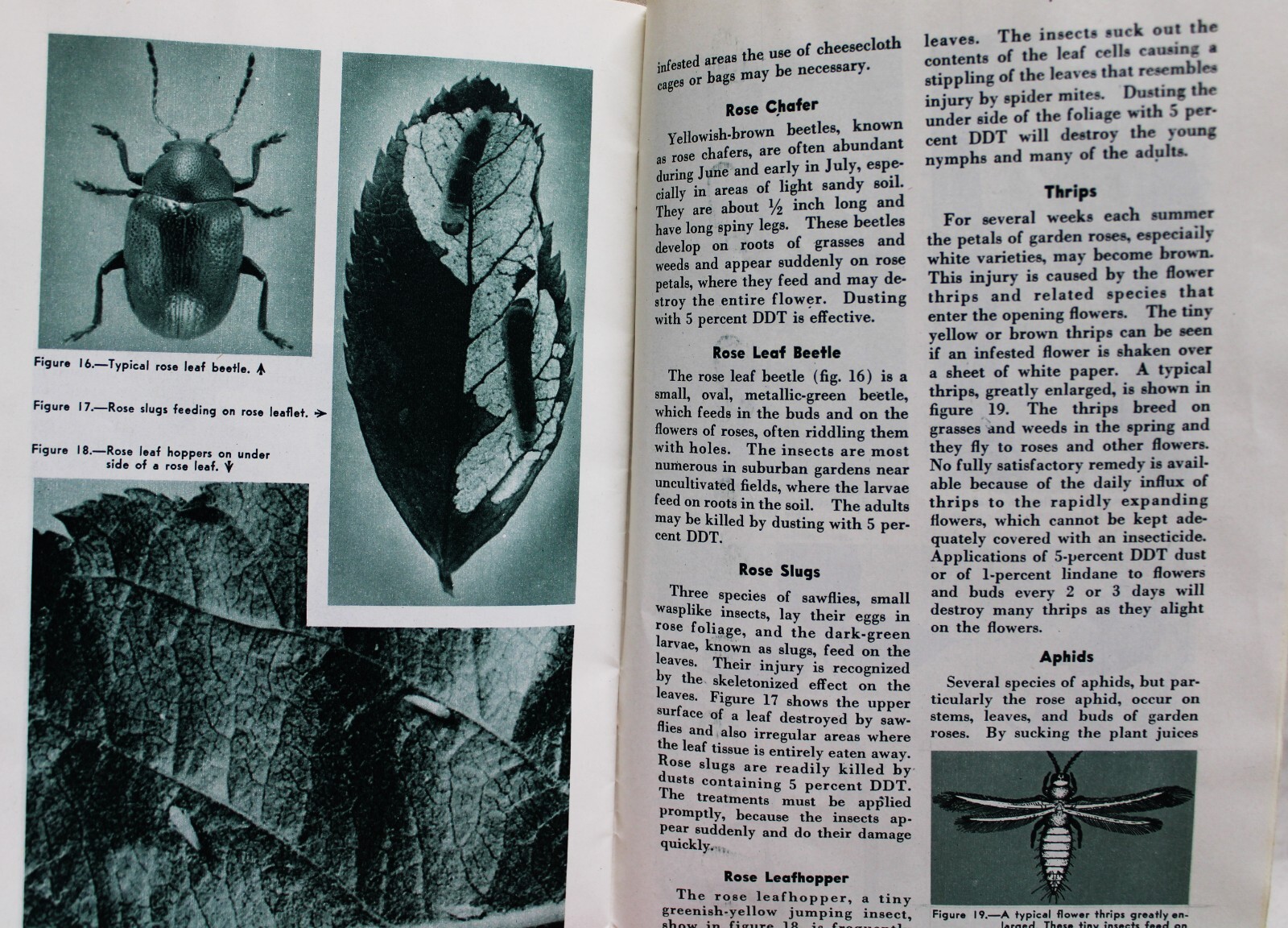 U.S. DEPARTMENT OF AGRICULTURE ROSES FOR THE HOME BROCHURE GUIDE 1953 VINTAGE