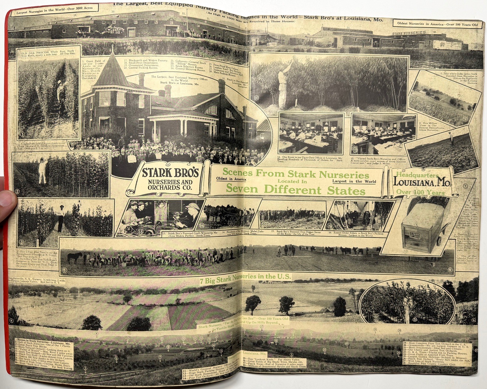 1922 STARK BROS 20TH CENTURY FRUITS NURSERY CATALOG GOLDEN DELICIOUS APPLE PEACH