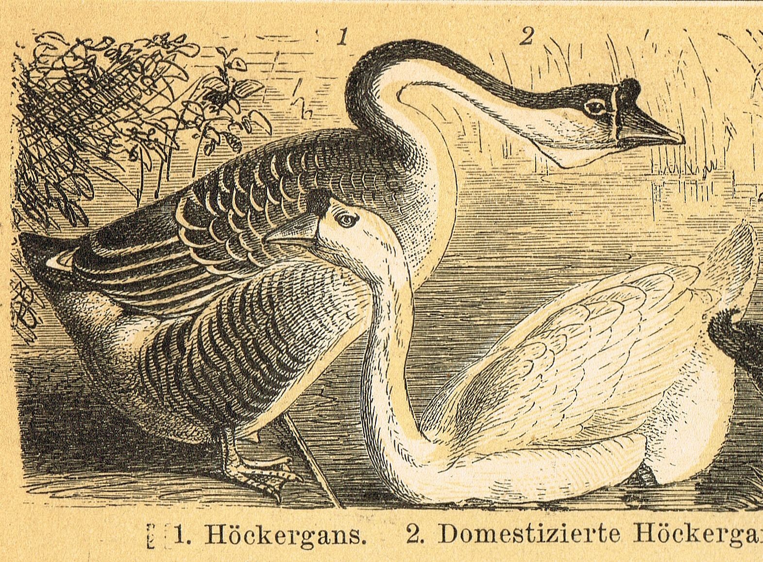POULTRY 1895 Ducks Chickens Geese Turkey Antique Original Vintage PRINTS