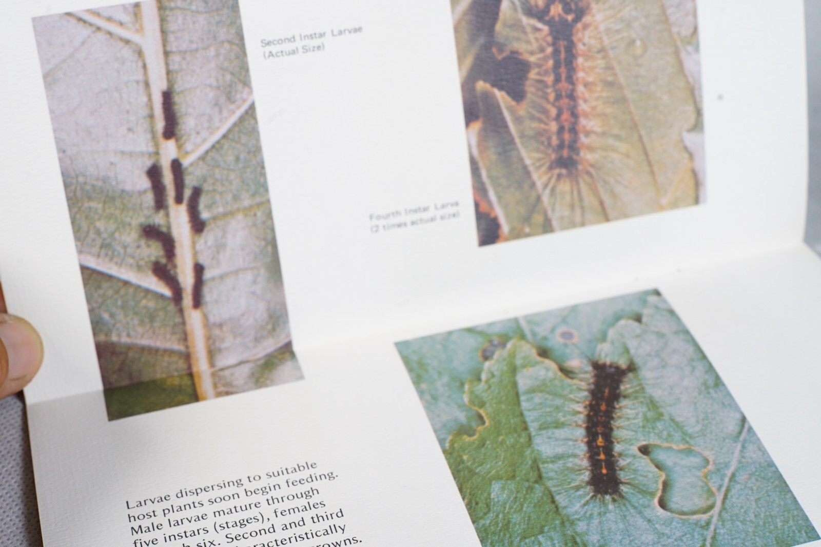 PA Vintage Agricultural Brochure Meet Gypsy Moth R.T. Zerillo and J.D. Podgwaite
