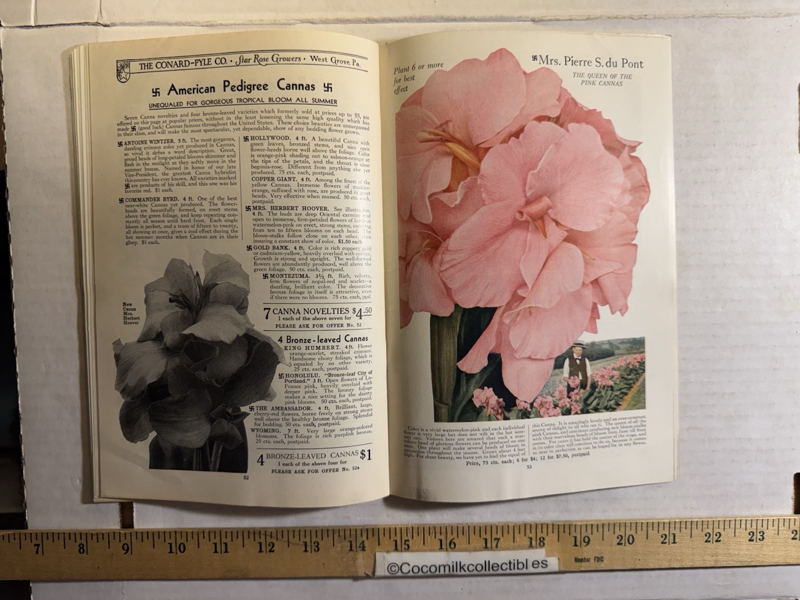 Vintage 1931 The Conard-Pyle CO Star Rose Growers Catalog West Grove PA