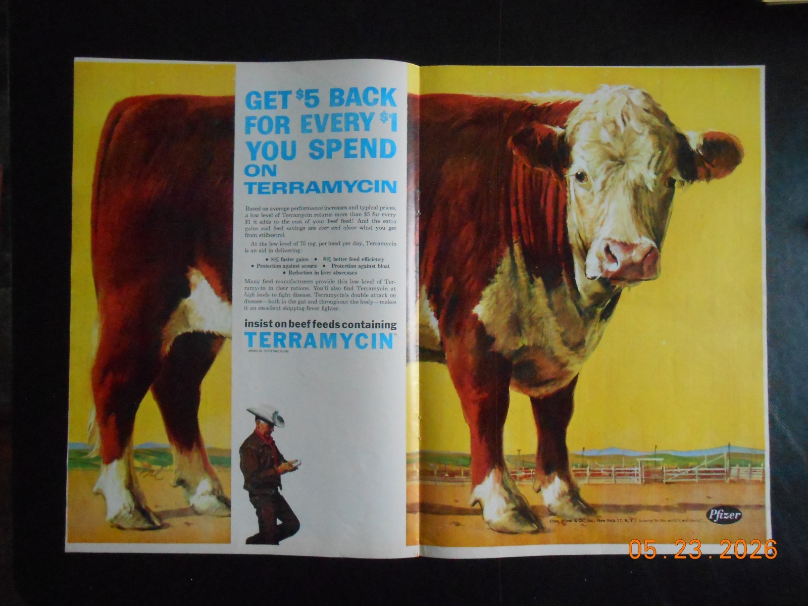 1963 Chas Pfizer & CO NY Cattle Steer Cow Cowboy Rancher POSTER AD IH Loader