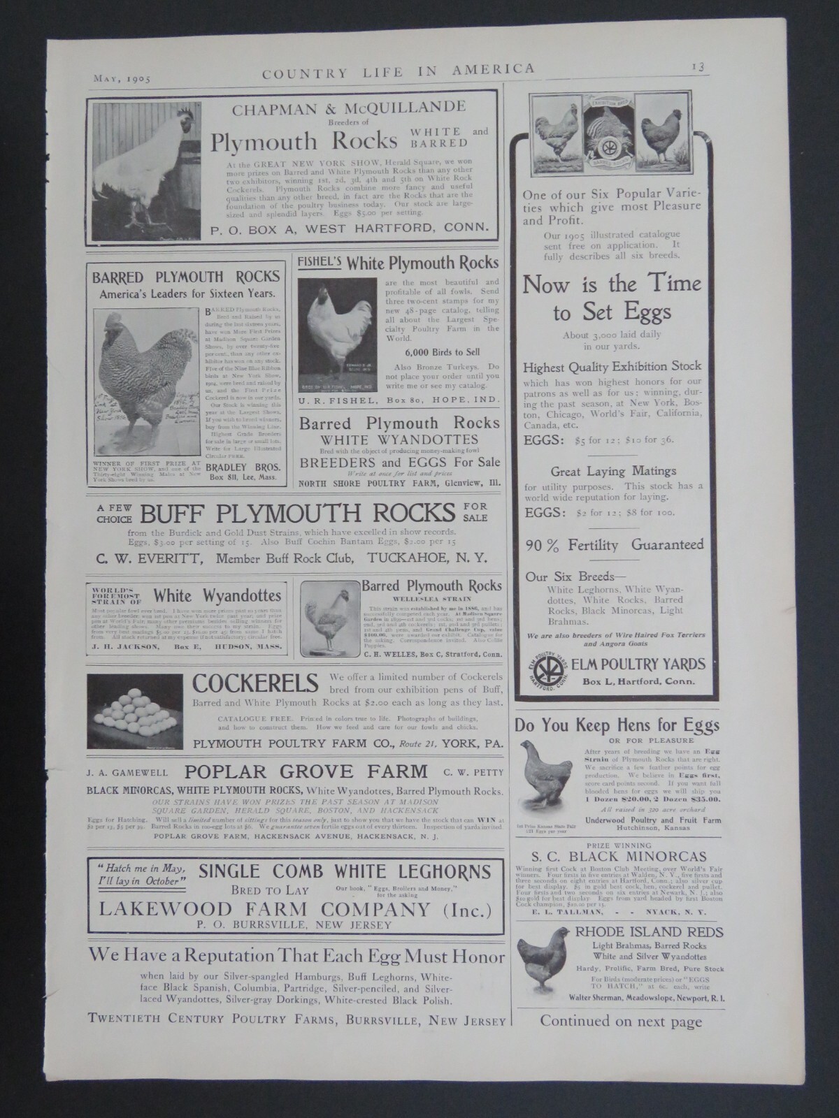 1905 B&W 9×13 Lithograph Chicken Poultry Hatchery Advertisements double-sided