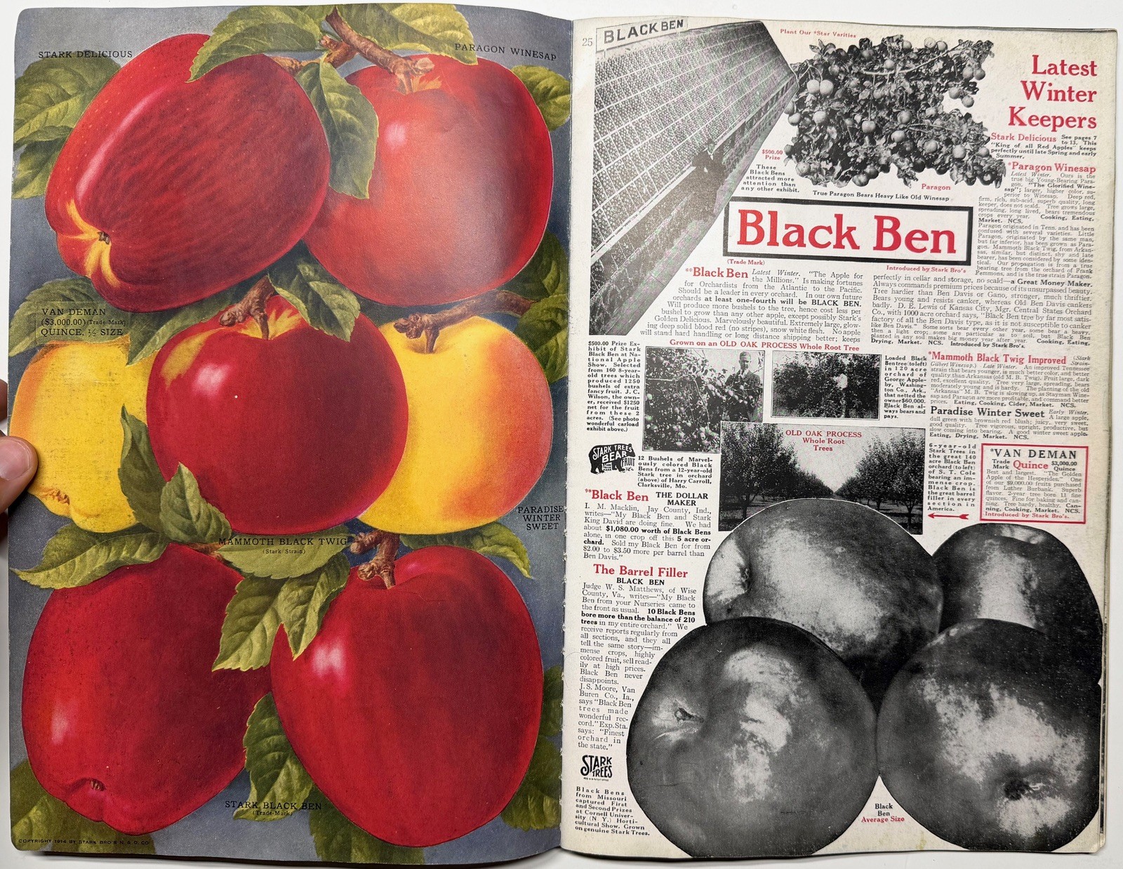 1922 STARK BROS 20TH CENTURY FRUITS NURSERY CATALOG GOLDEN DELICIOUS APPLE PEACH
