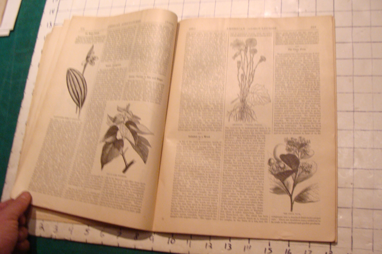 Vintage American Agriculturist 1883 august; great vignettes, horses running
