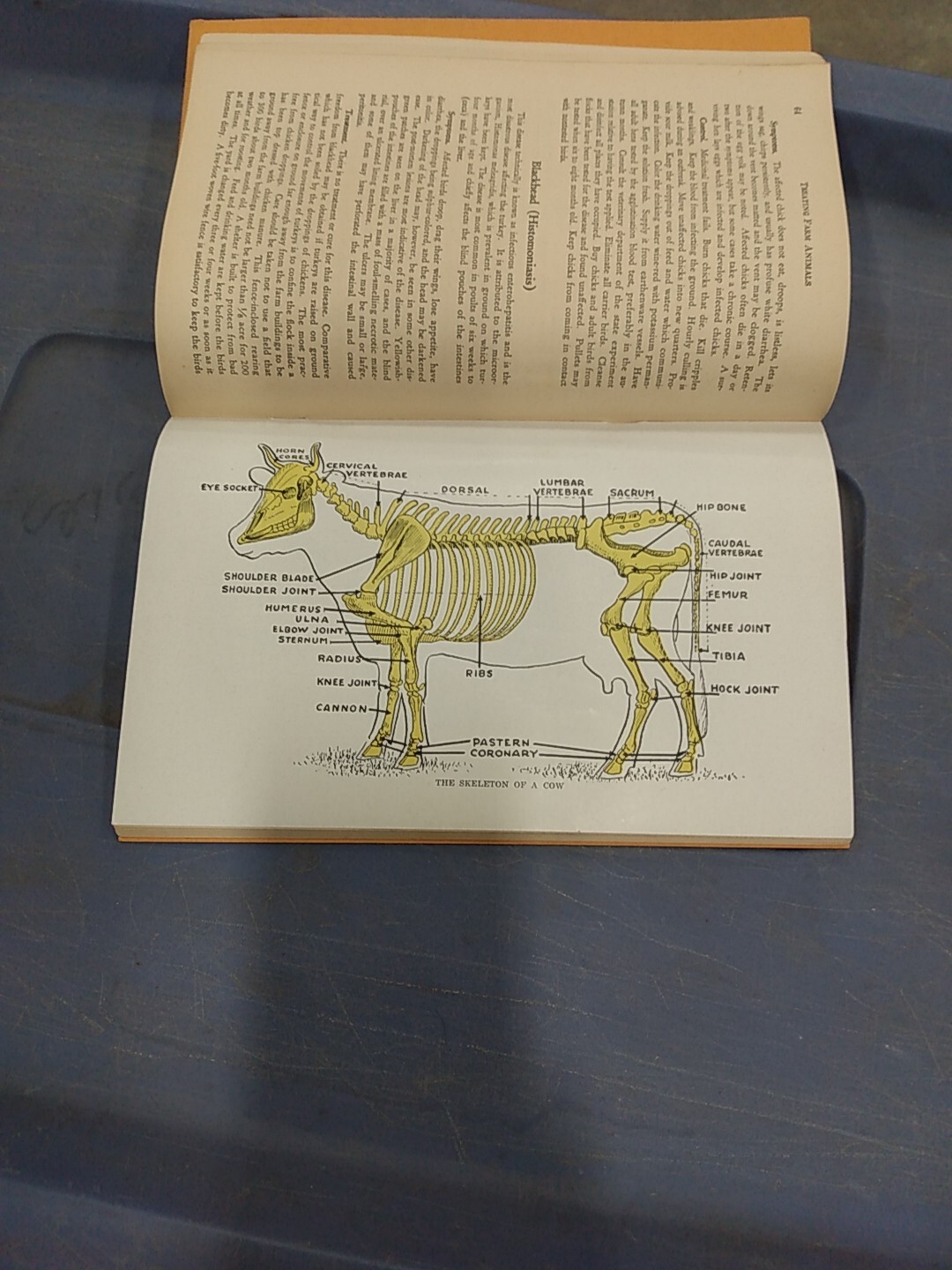 Vintage 1940 Hoard&rsquo;s Dairyman Booklet How To Treat Common Ailments Farm Animals