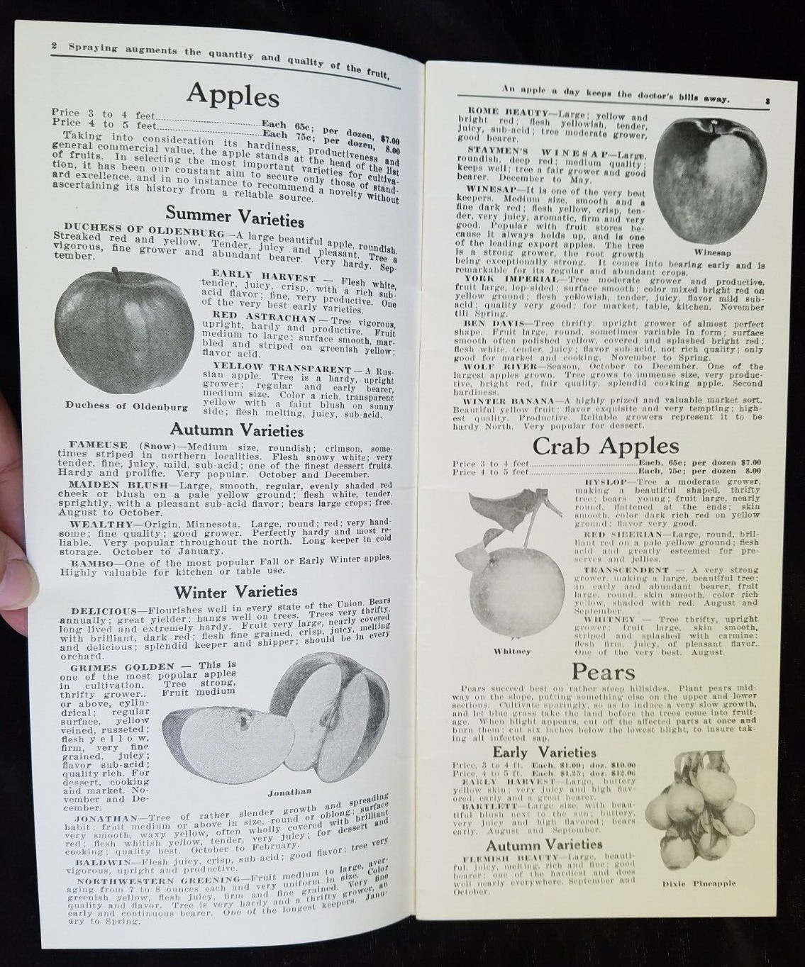 Old Advertising Catalog Page Valley Nurseries Kimball VA Bolen Trees Roses Shrub