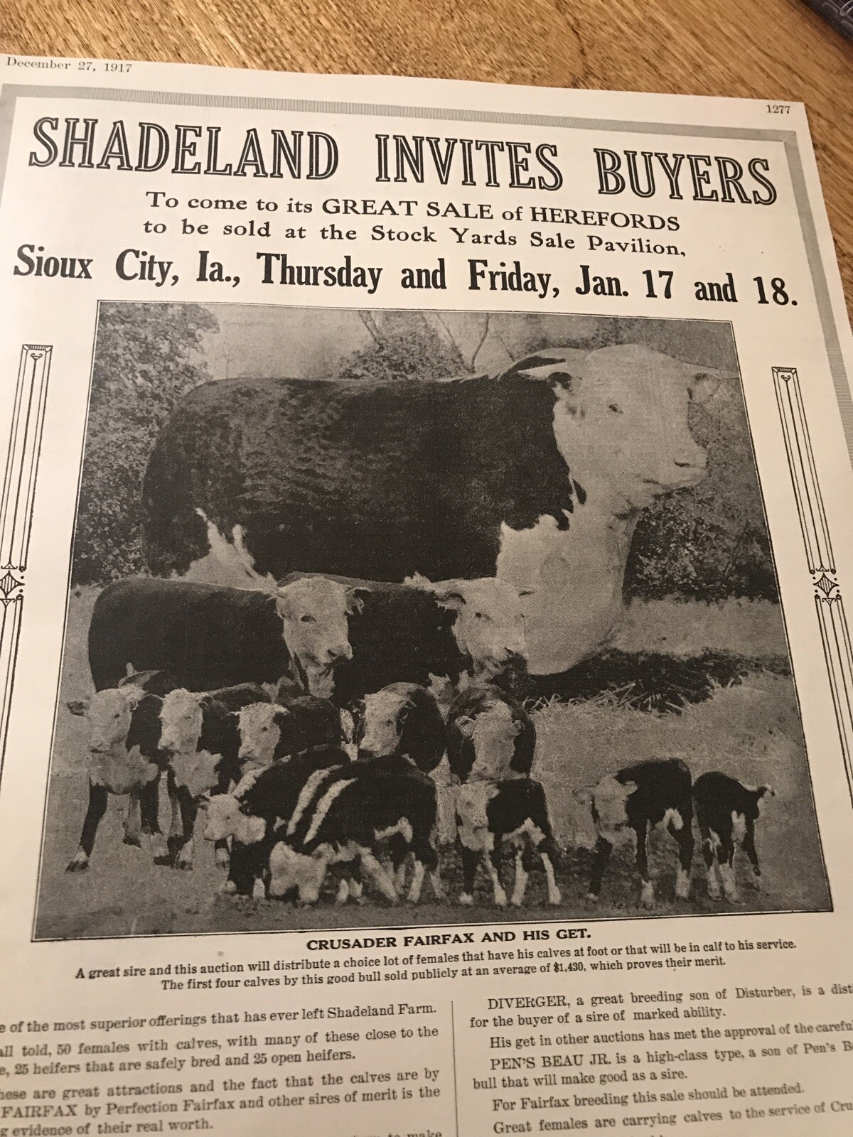 1917 Cattle Livestock Public Sale Poster – Sioux City – Iowa – Cow Advertising