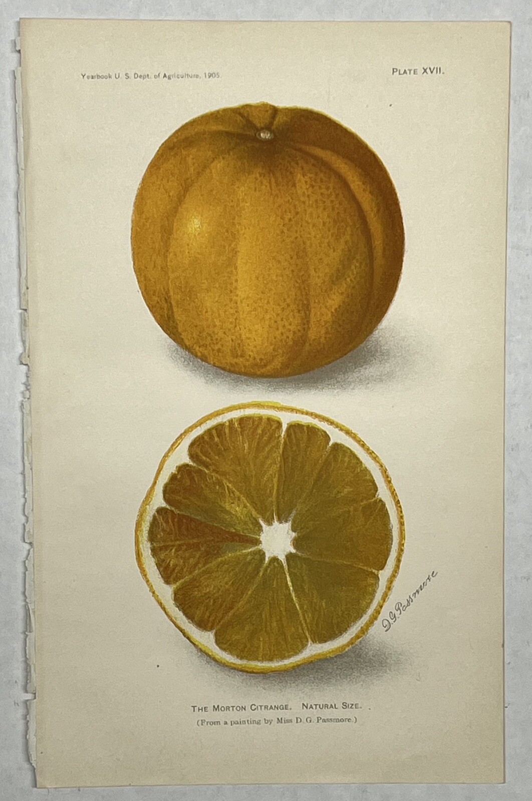 Original C1900 Print Fruit Lot,Tangerine,Morton Citrange,US Dept of Agriculture