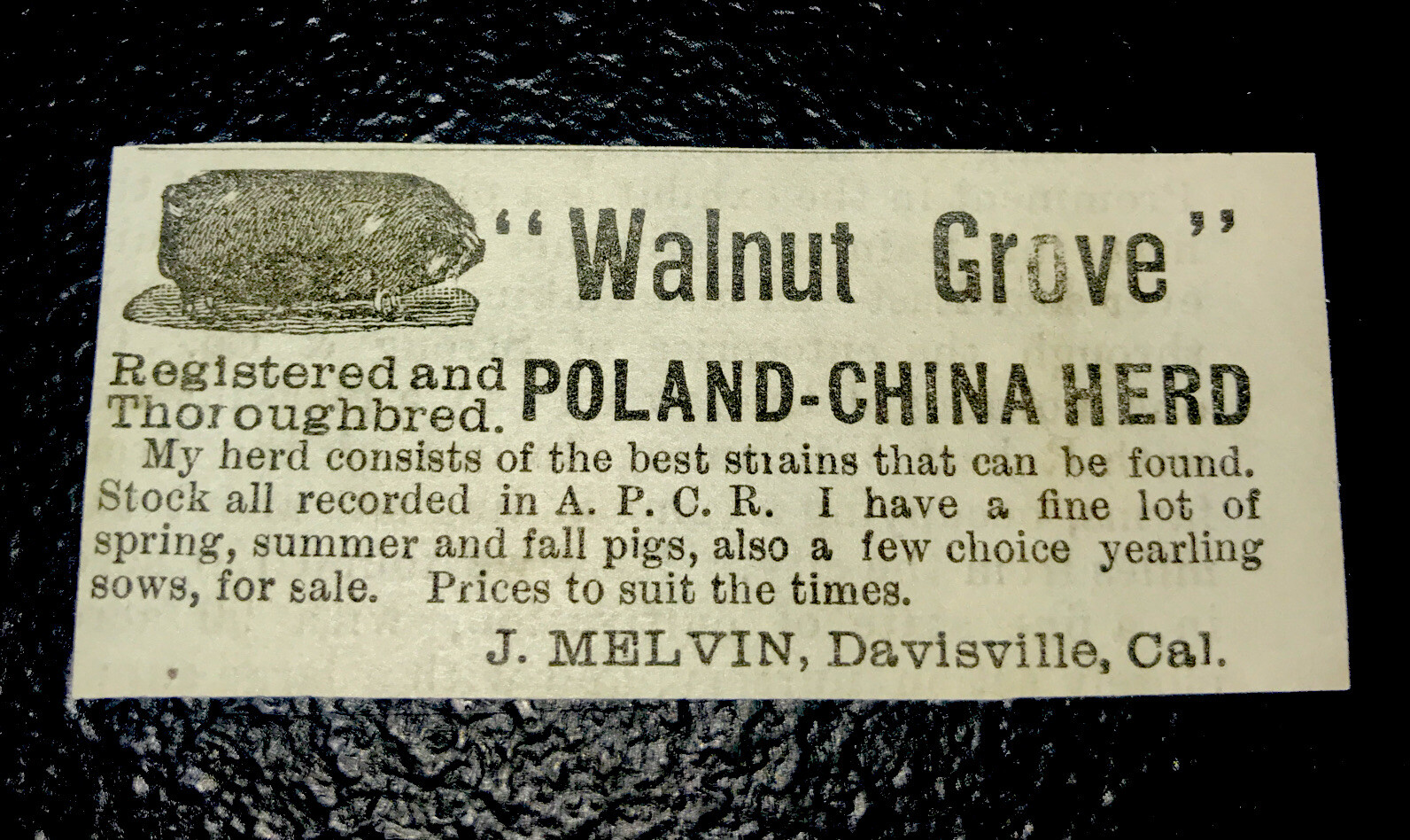 1886 Melvin Hog Pig Farm Advertising – Davisville – California