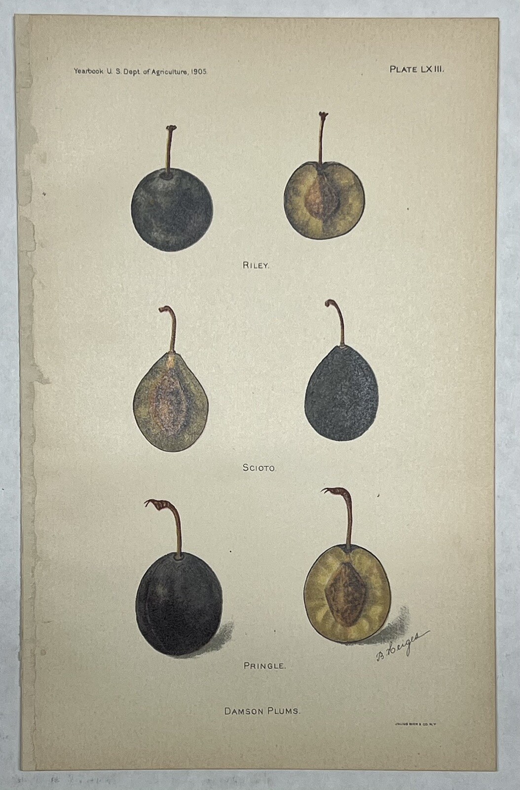 Original C1900 Fruit Print Lot,Plums & Peach,Damson,Laire,US Dept of Agriculture