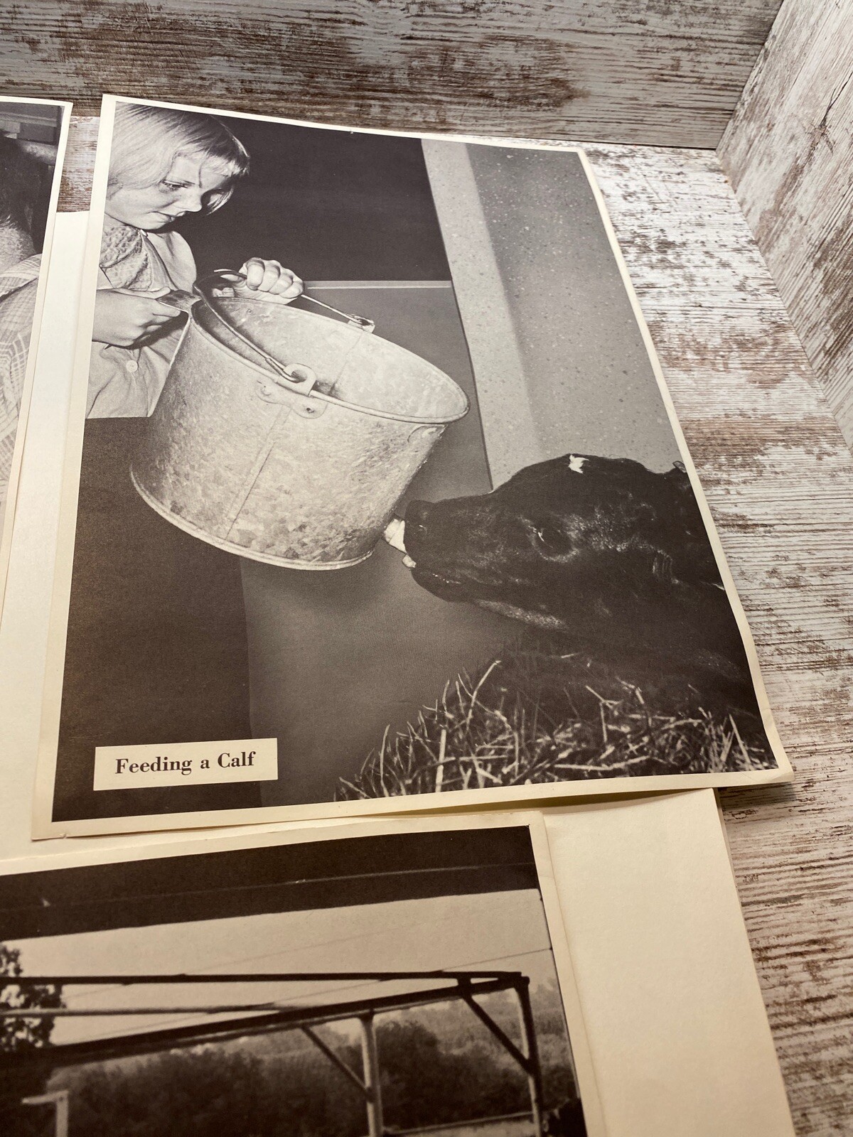 3 Vintage 9×13 Posters Washing Cows Udder Feeding A Calf Dairy Farm The South