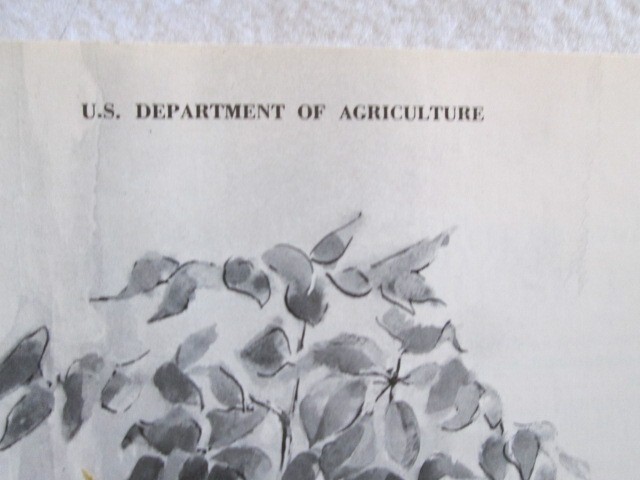 Selecting And Growing House Plants Brochure, U.S. Department Of Agriculture 1976