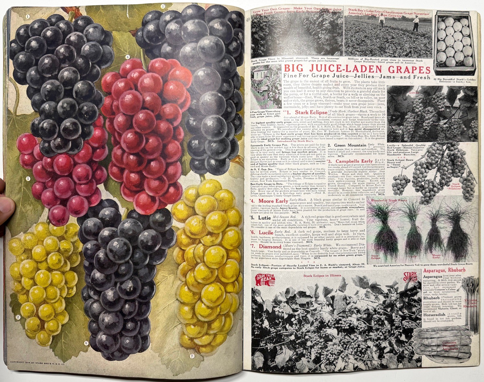1922 STARK BROS 20TH CENTURY FRUITS NURSERY CATALOG GOLDEN DELICIOUS APPLE PEACH