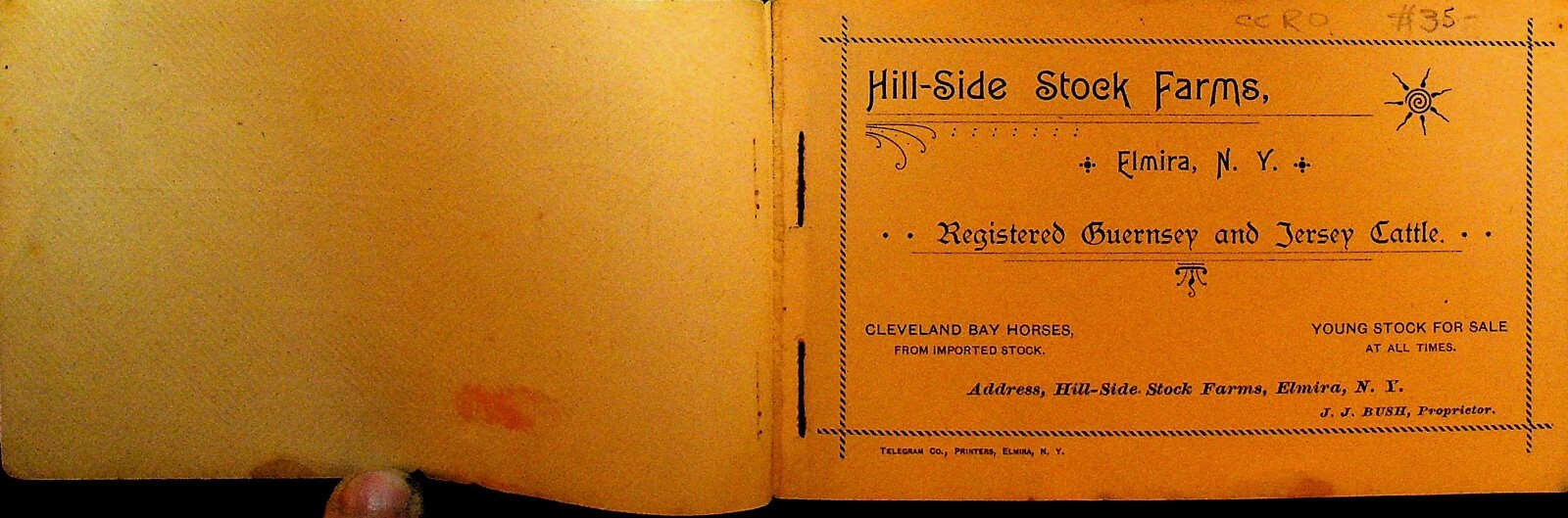 Hillside Stock Farm Elmira NY Booklet 1890s JJ Rush Jersey Cattle Horses