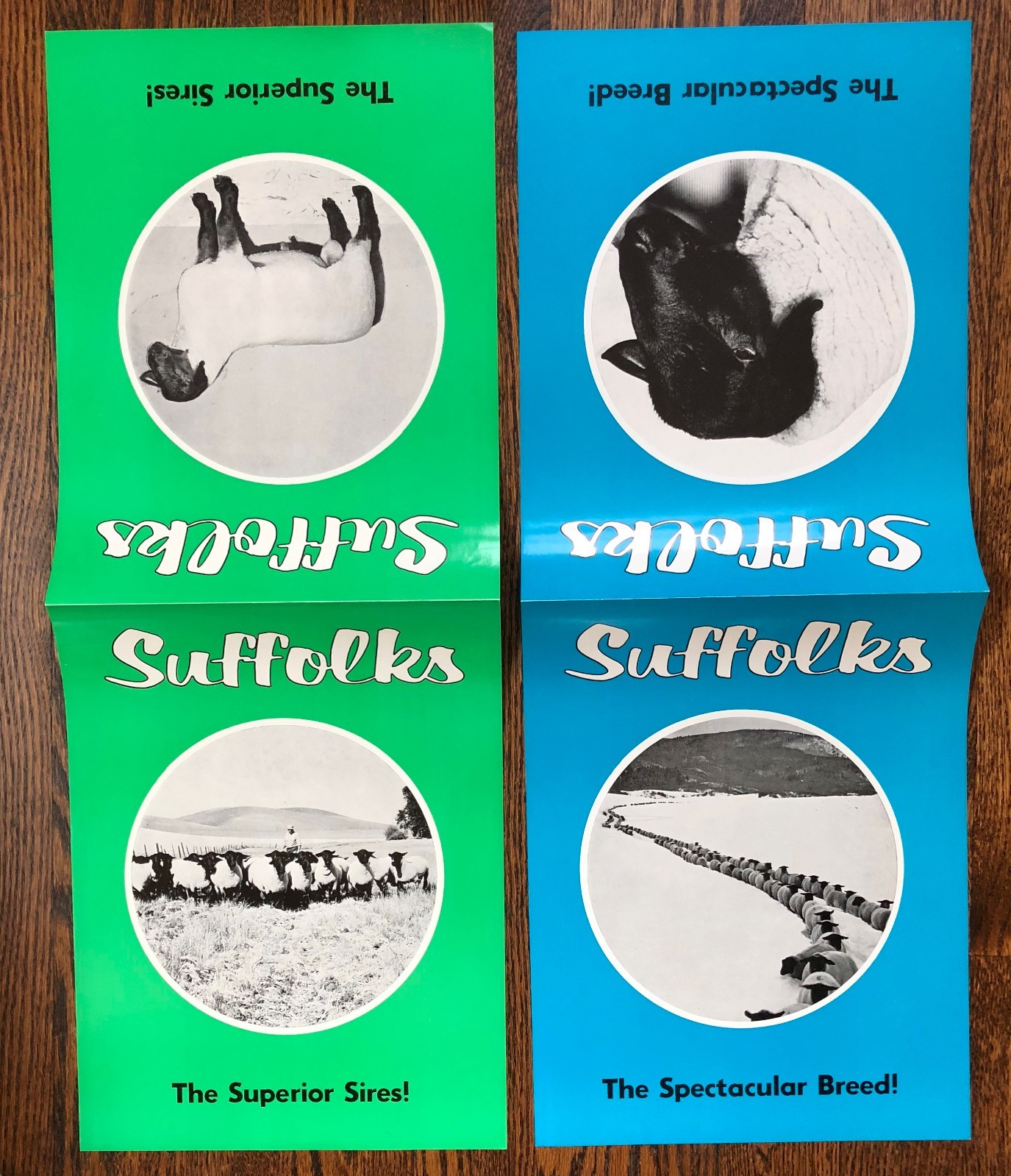 2 SUFFOLK SHEEP Superior SIRES Breed Farm Advertising 2Sided Paper SIGN Vintage
