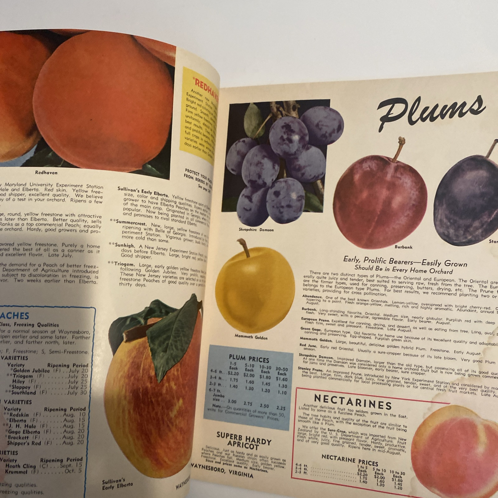 1952 VINTAGE WAYNESBORO NURSERIES FLOWER FRUIT SEED PLANTING CATALOG 48 Pgs