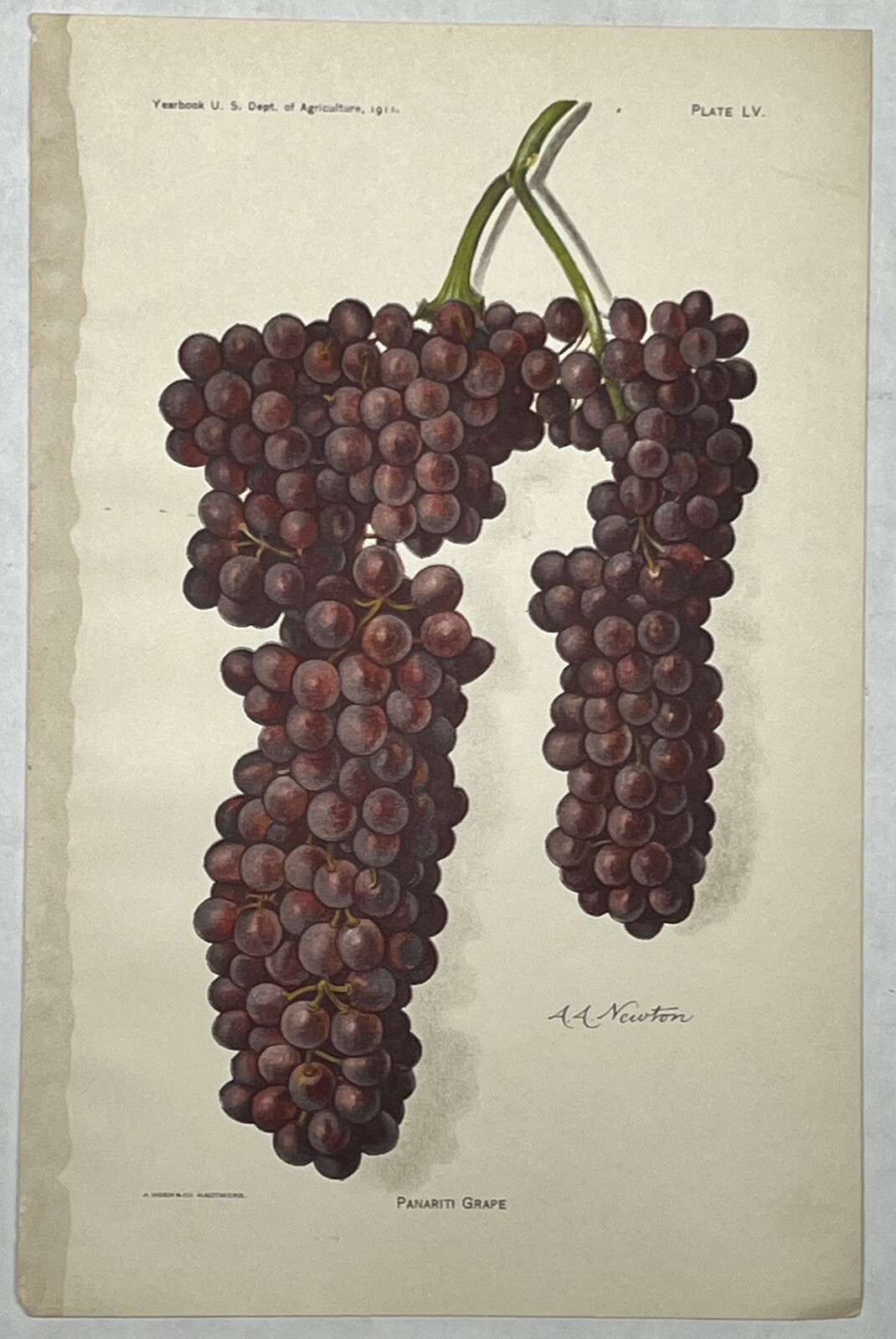 Original C1900 Print Lot,Apple,Grapes,Raspberry,US Dept of Agriculture,Fruit,Old